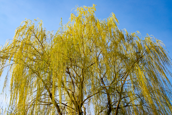 Huge Weeping Willow by Thea Menagh
