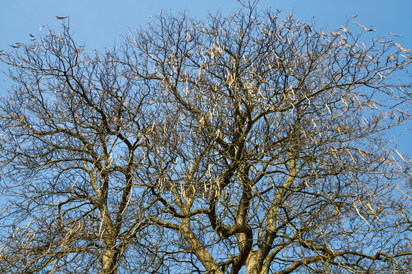 Seed Pods on Fall Trees by Thea Menagh