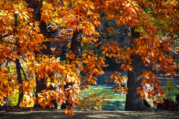 Mighty Oaks in Their Fall Robes Digital Download