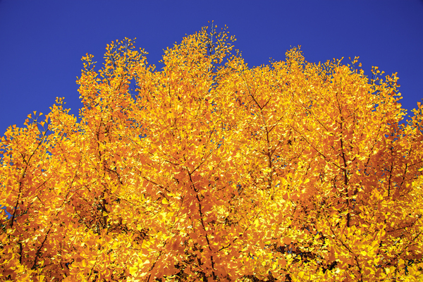 Yellow  Ginkgo Biloba Leaves Digital Download