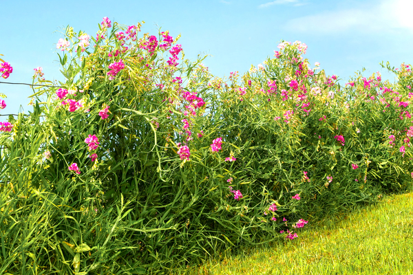 Sweetpeas on a Wire Fence Digital Download