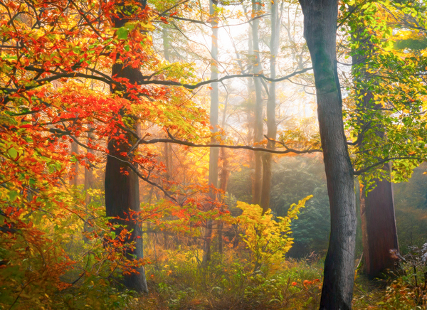 Misty Morning in the Forest  Print