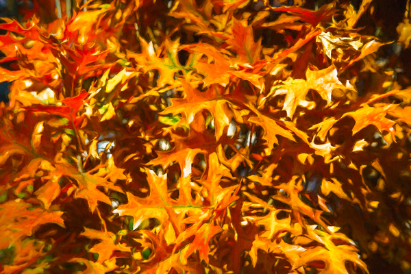 Oak Leaves in the Golden Color of the Fall Sun by Thea Menagh