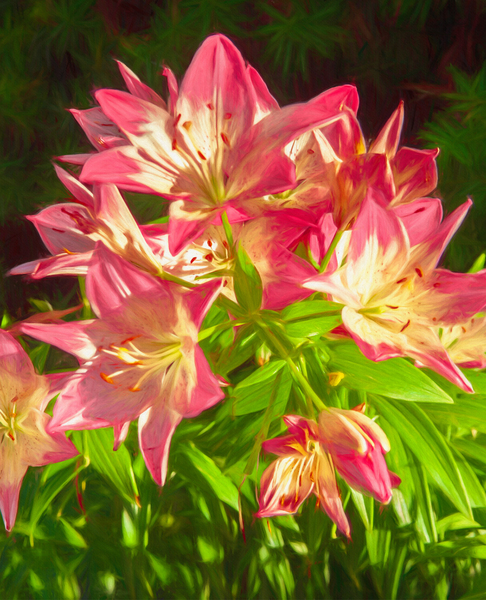 Pink Lillies in a Garden in Collingwood by Thea Menagh