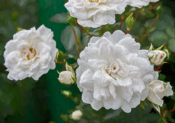 Pearly White Roses Digital Download