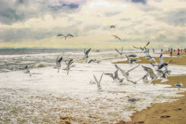 Screeching Seagulls Digital Download