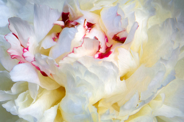 Peony Really Close Up Téléchargement Numérique