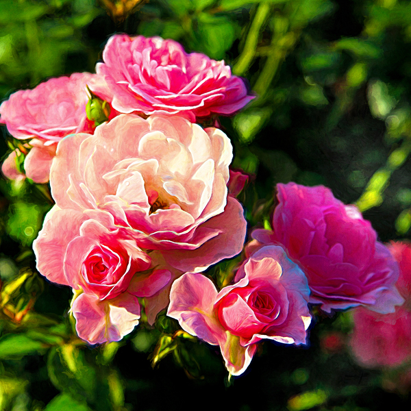 Soft Pink Rose Petals Digital Download