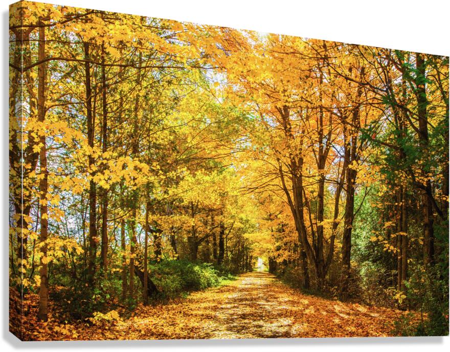 Fall Drive Near Guelph Canvas Print