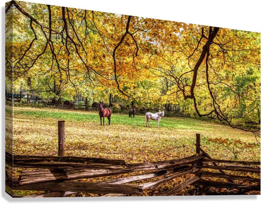 What are You Staring At Canvas Print