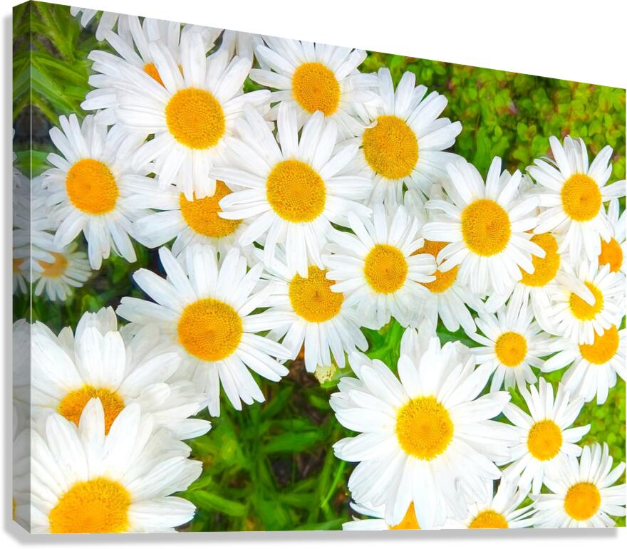 Shasta Daisies to Cheer You Up Canvas Print