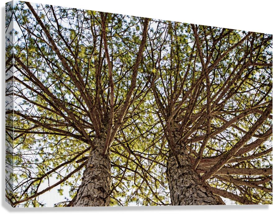 INSEPERABLE Canvas Print
