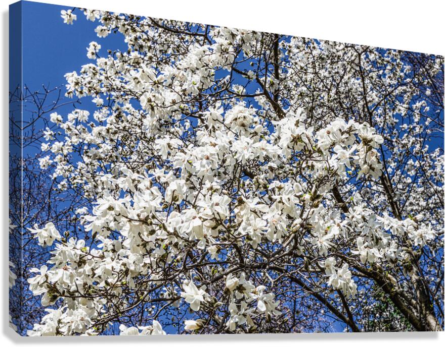 Mature Magnolia Mamma Canvas Print
