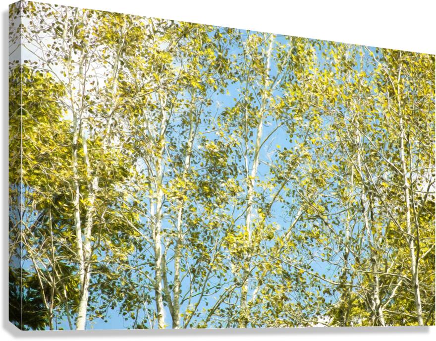 Aspen and Blue Skies  Canvas Print