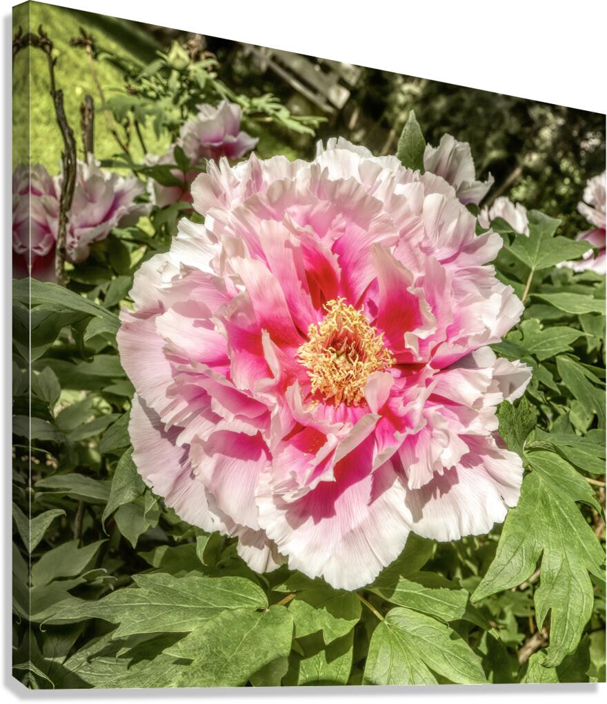 Pick the Largest Pink Peony Canvas Print