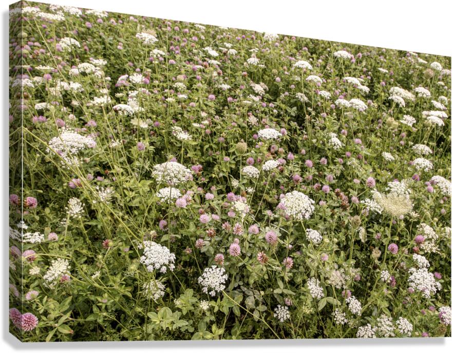 They Play So Well Together Canvas Print