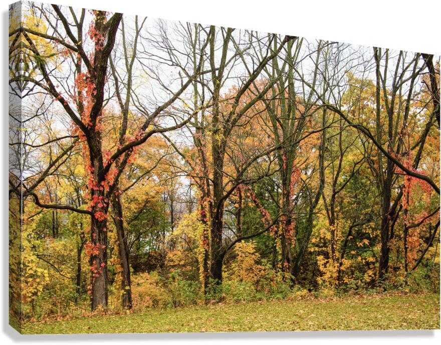 Along the Niagara River Canvas Print