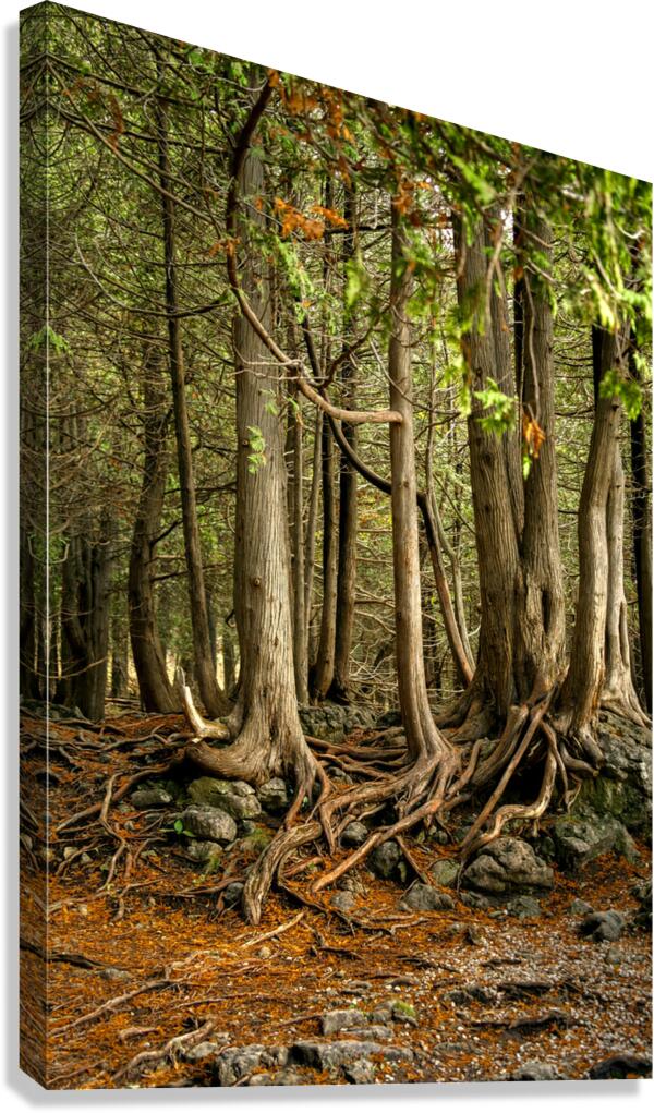 Beaver Valley Trippers Canvas Print