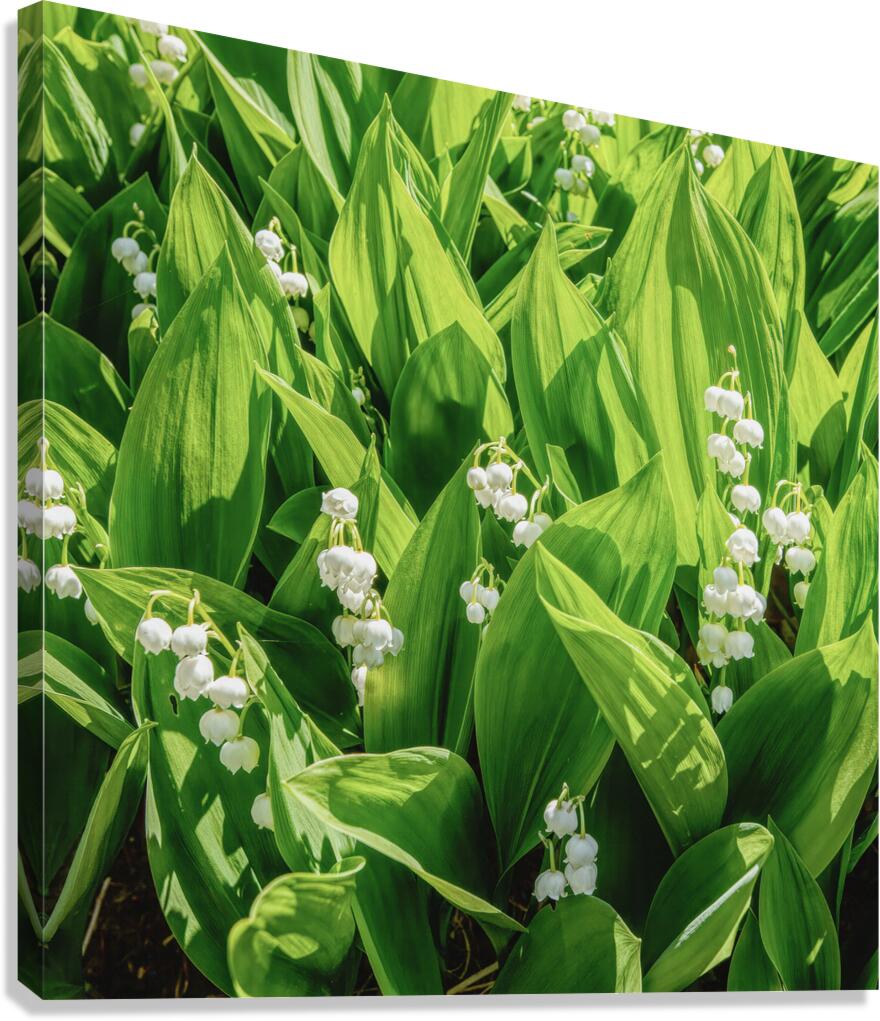 Lilly of the Valley  Canvas Print