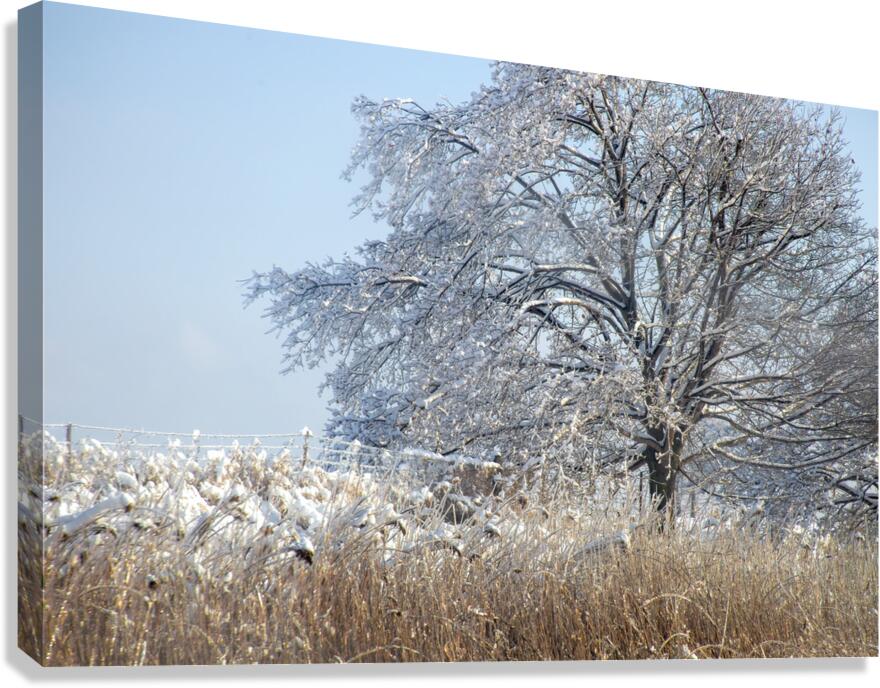 The 2013 Ice Storm in Toronto Canvas Print