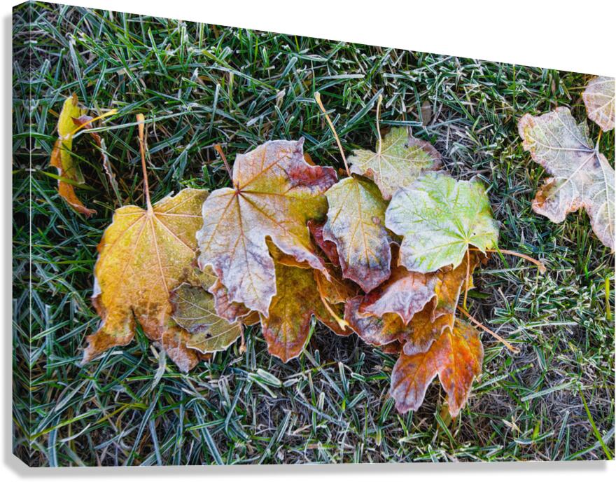 Hoar Frost in the Grass Canvas Print