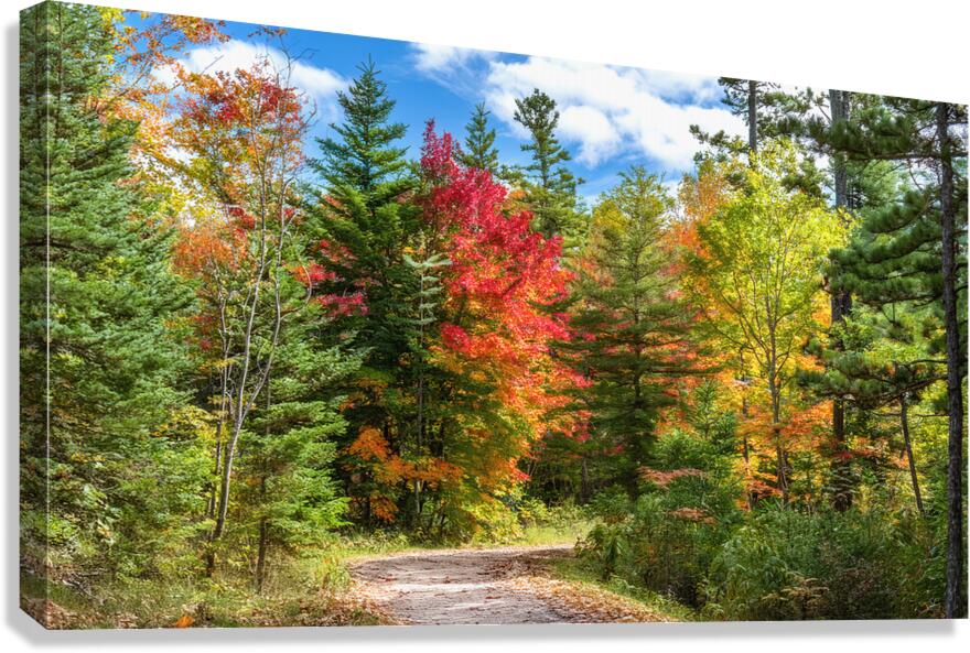 A Dirt Road Less Travelled Canvas Print