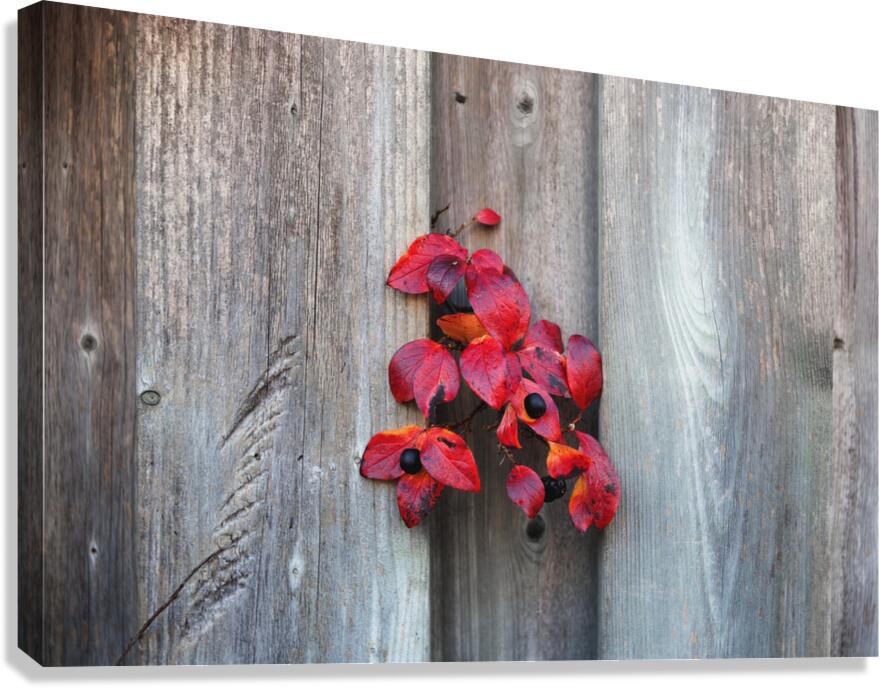 Back on Your Own Side Canvas Print