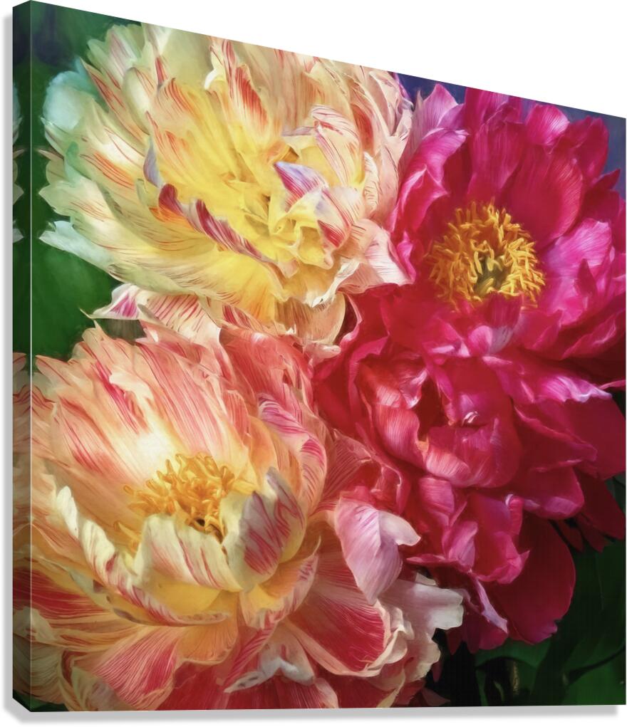 Soft As a Cloud Peonies Canvas Print