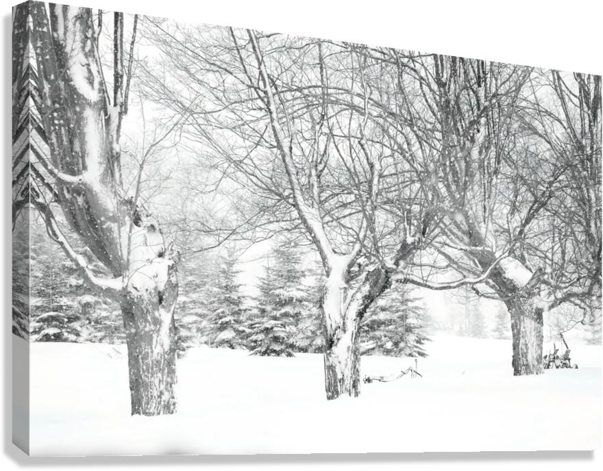 Some trees never give up Canvas Print