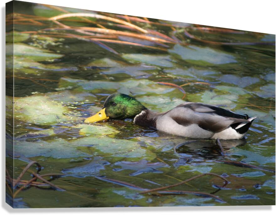 EATING GRASS IN PENNSYLVANIA POND Canvas Print