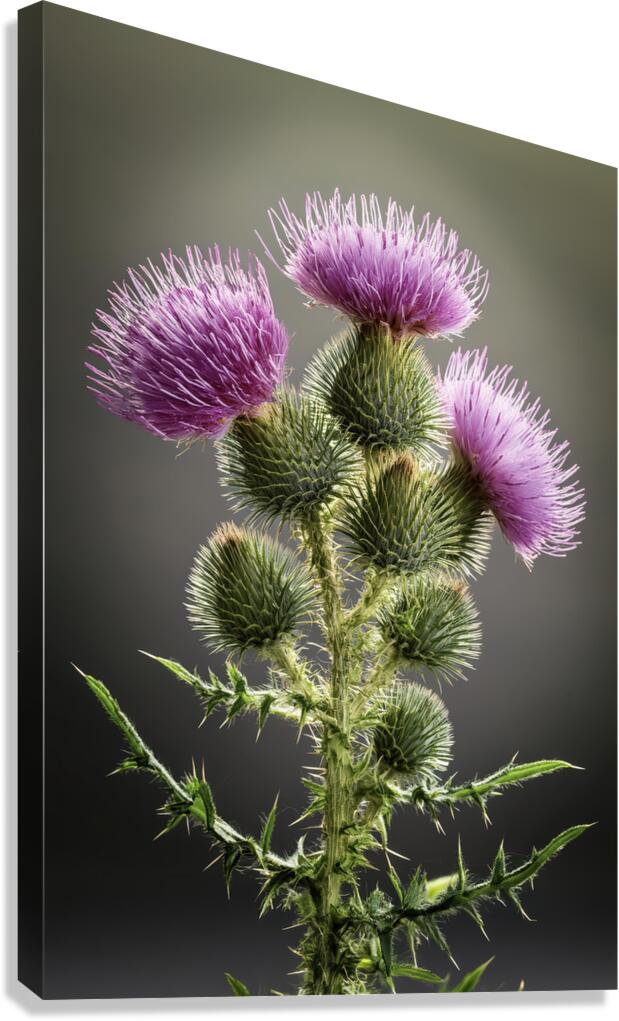 Scottish Thistle Canvas Print