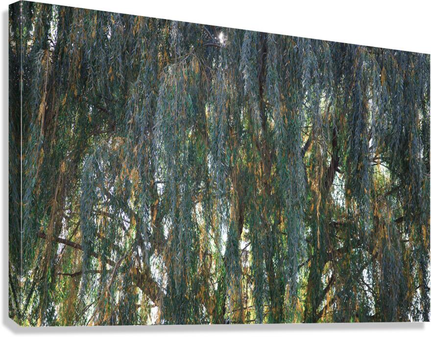 Weeping Willow Near a Stream Canvas Print