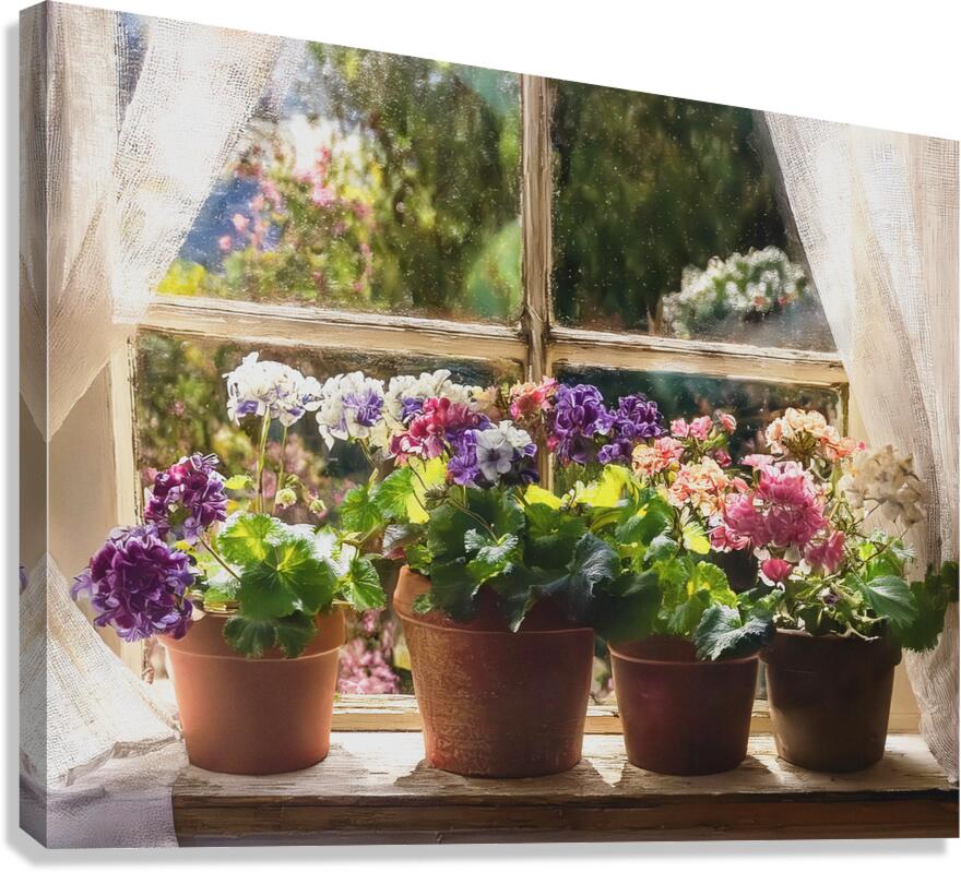 Geraniums Keep the Outside In Canvas Print