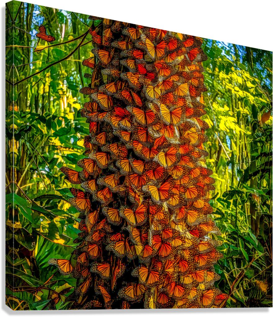 Monarchs Glad to be Home Canvas Print