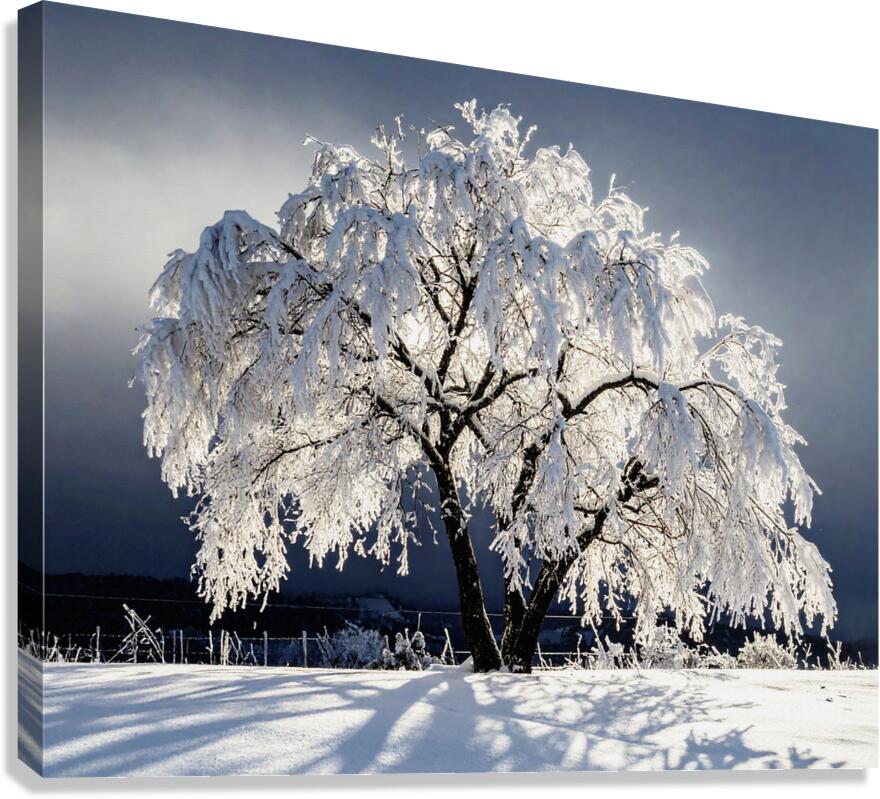 Something Magical Canvas Print