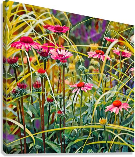 Blooming Echinacea Canvas Print