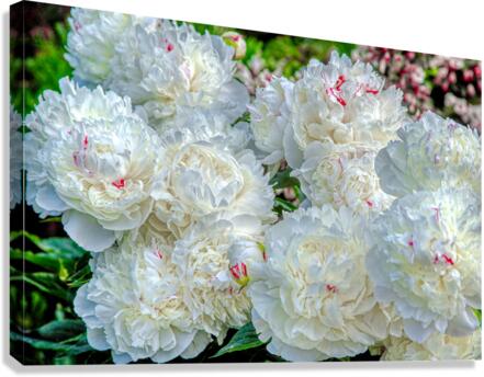 Group of White Peonies Canvas Print