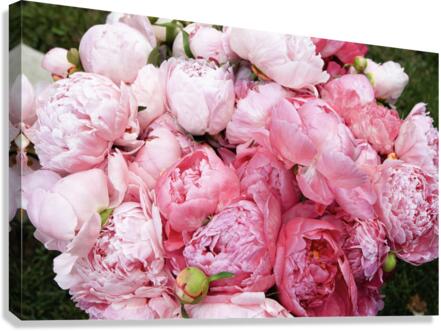 Peony Lovers Dream Canvas Print