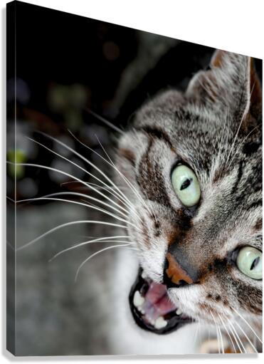 Chatty Cat Following Me Canvas Print