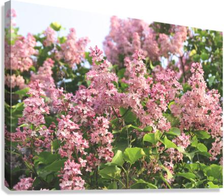 Pink Profusion of Lilacs Canvas Print
