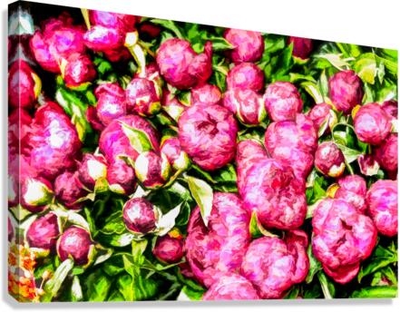 Peonies in an Amsterdam Market Canvas Print