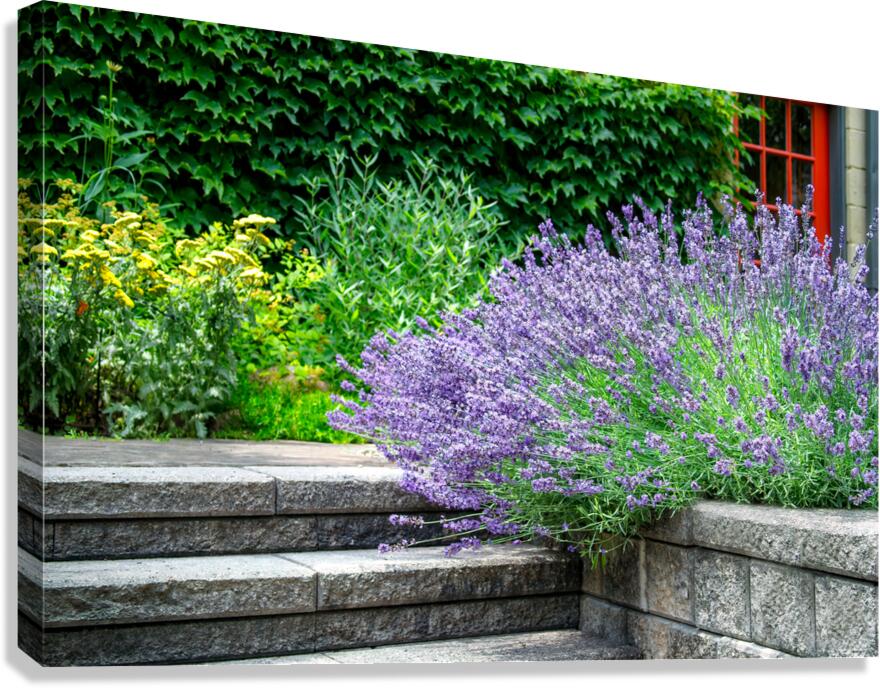 Lavender Near the Steps Canvas Print