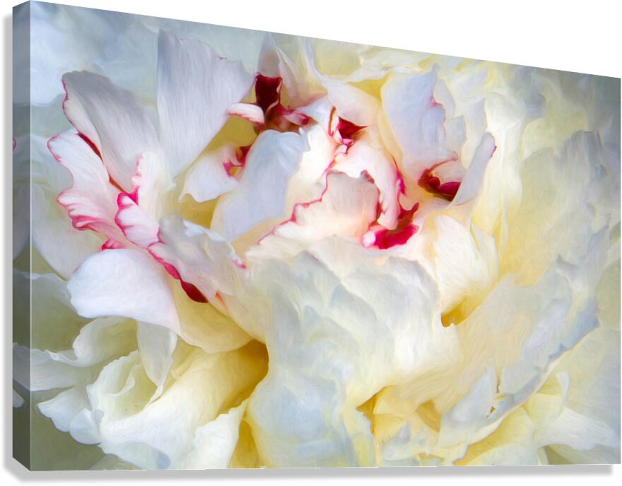 Peony Really Close Up Canvas Print