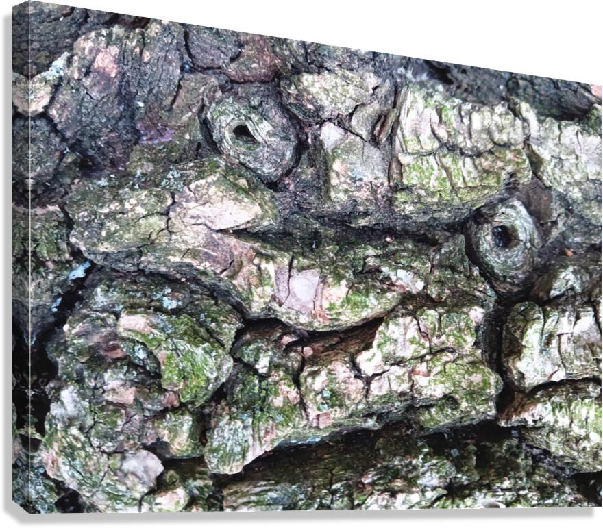Bark Looks Like a Toad Canvas Print
