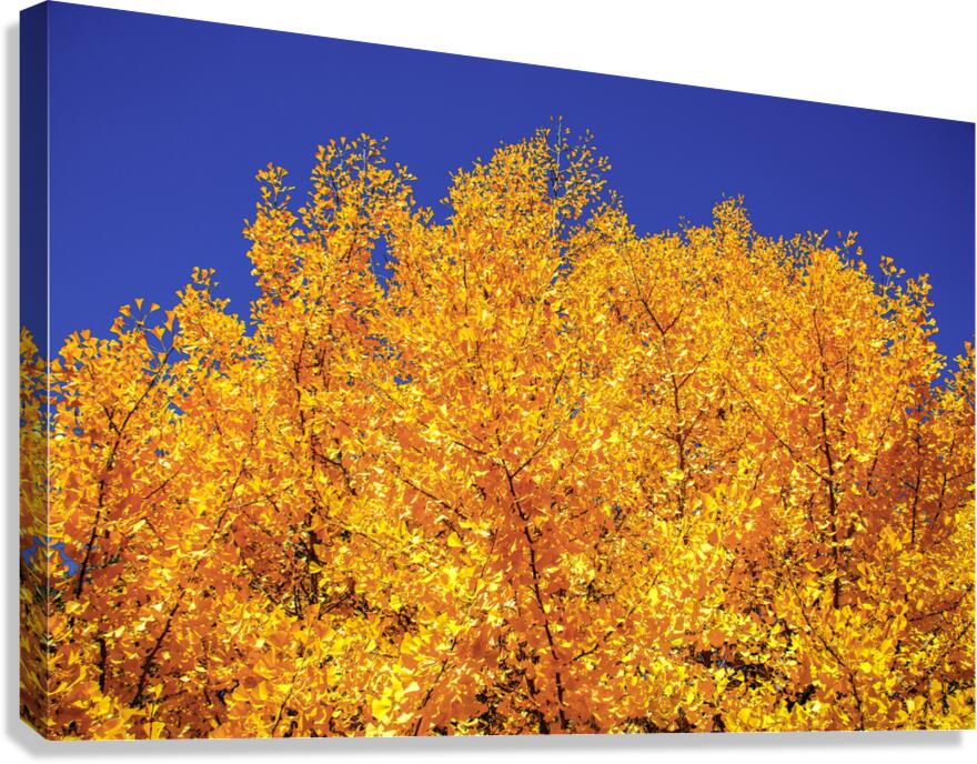 Yellow  Ginkgo Biloba Leaves Canvas Print