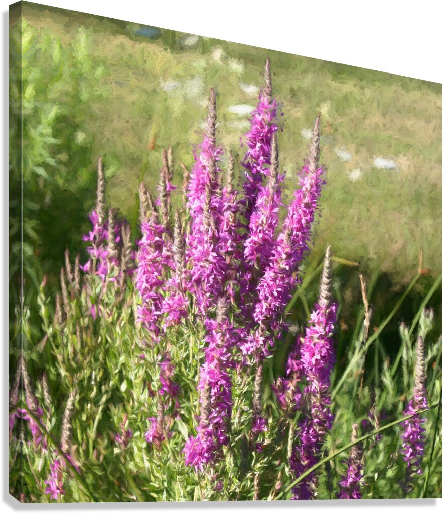 Loosestrife Wild Flowers in a Ditch Canvas Print