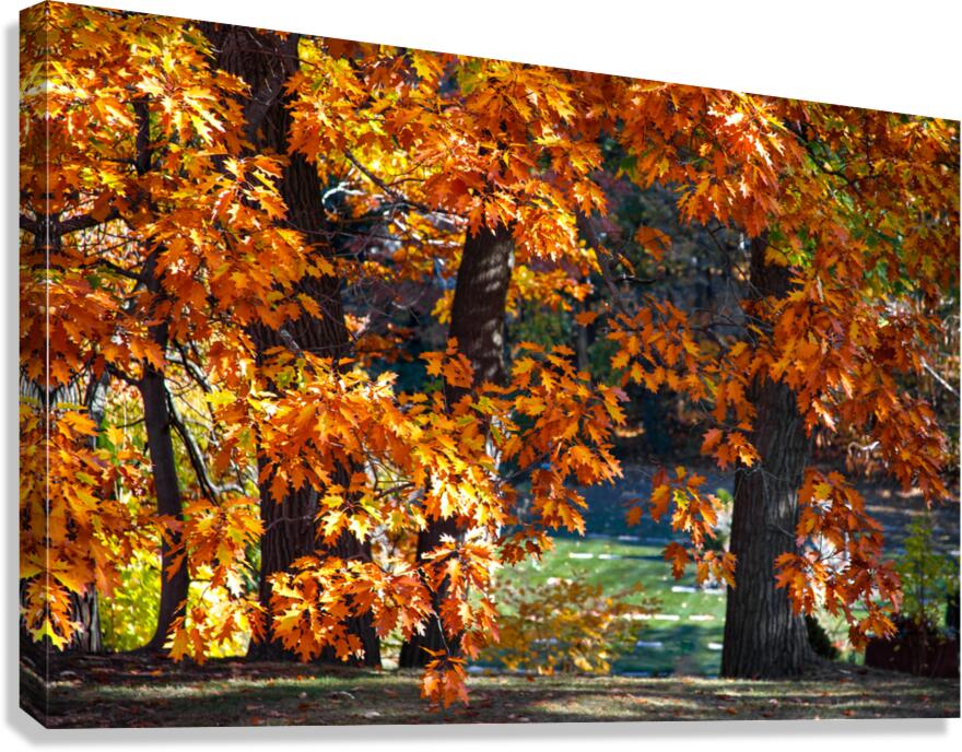 Mighty Oaks in Their Fall Robes Canvas Print
