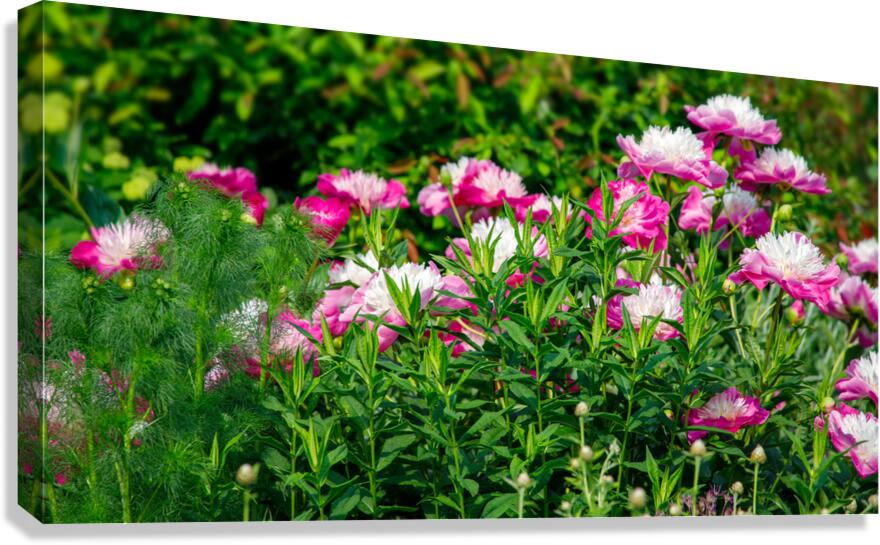 Peonies are Always in Style Canvas Print