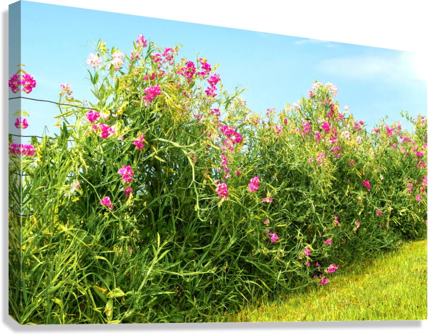 Sweetpeas on a Wire Fence Canvas Print