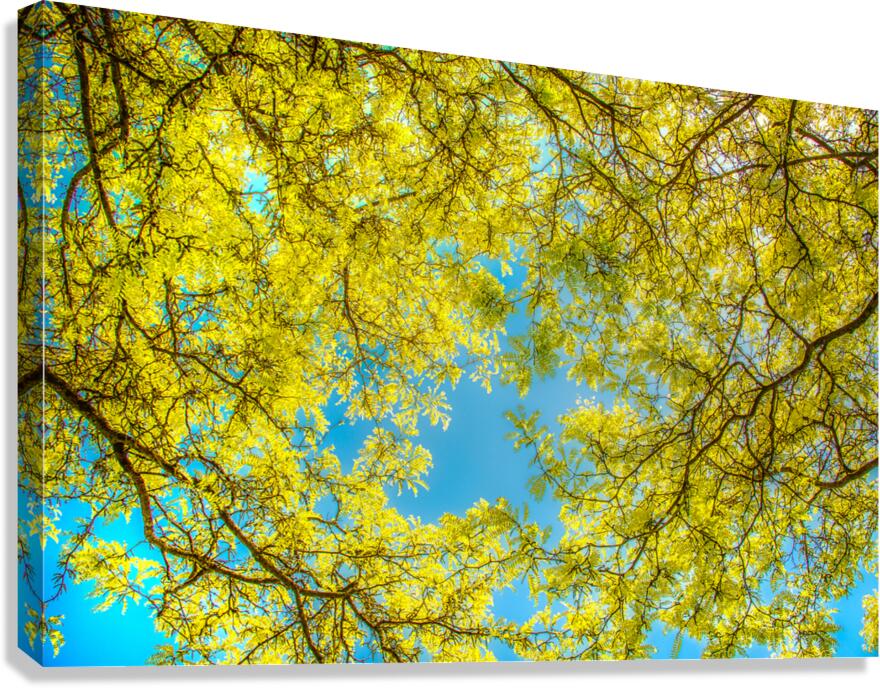 Love that Spring Green  Canvas Print
